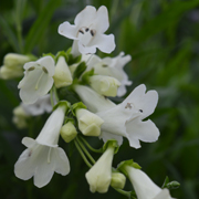 Penstemon Pensham Wedding Day